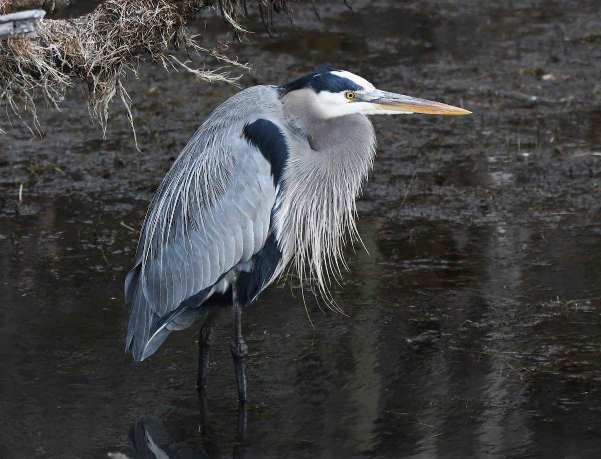 Great Blue Heron - ML627882246