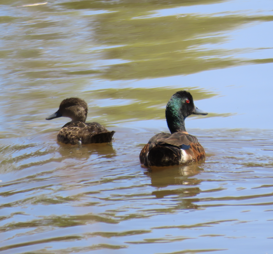 Chestnut Teal - ML627882252