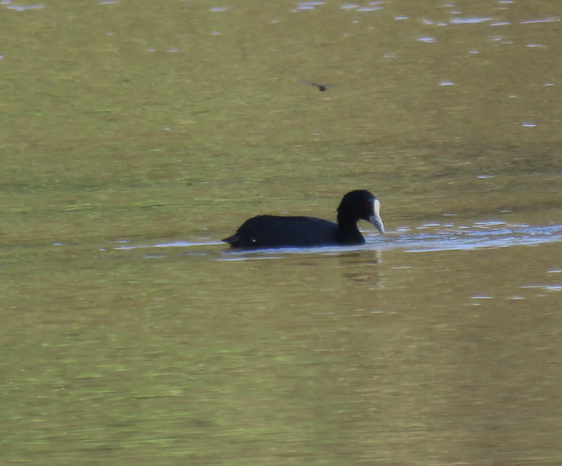 Eurasian Coot - ML627882253