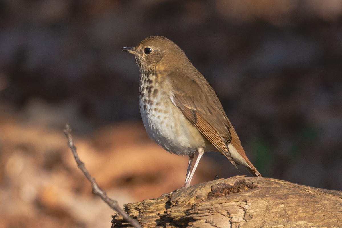 Hermit Thrush - ML627882256