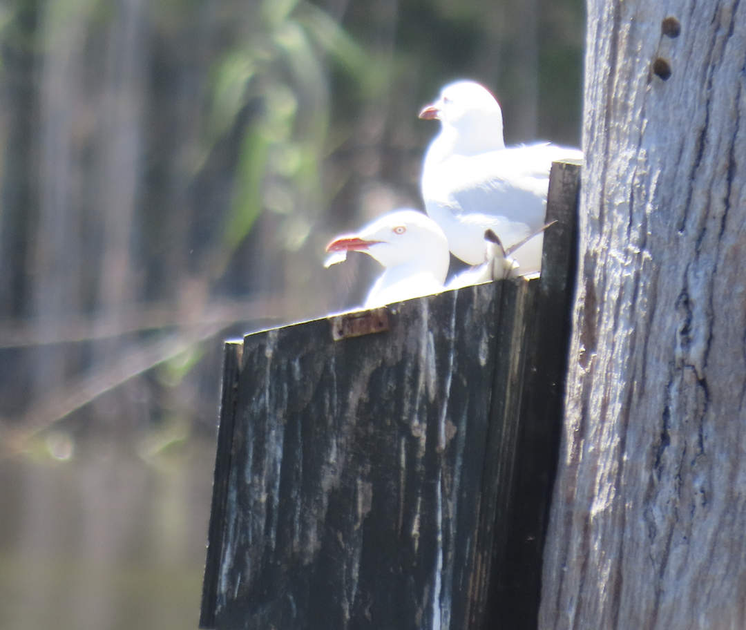 Silver Gull - ML627882258