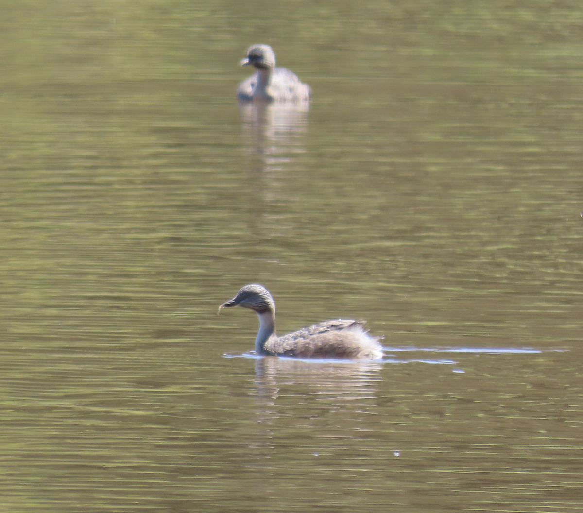 Hoary-headed Grebe - ML627882260