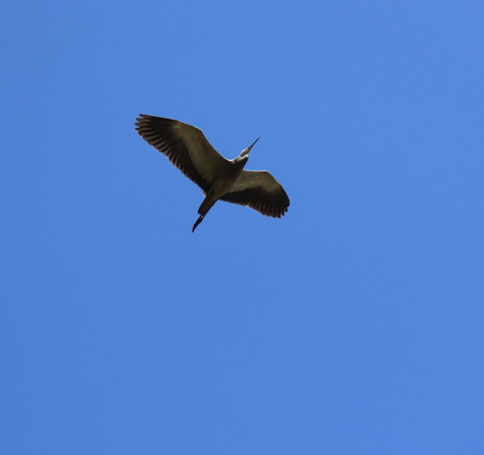 White-faced Heron - ML627882263