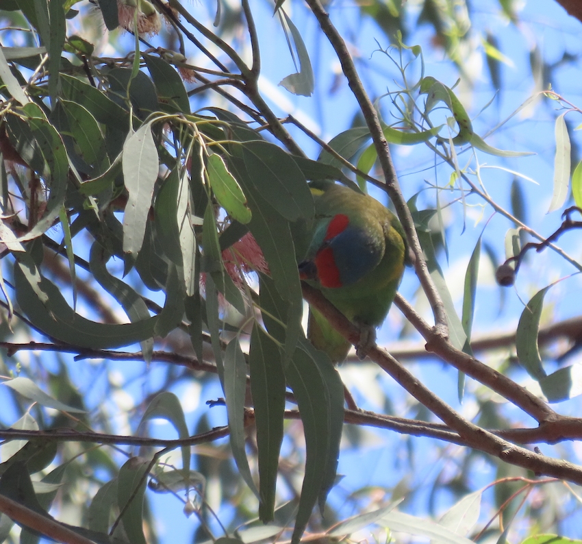 Musk Lorikeet - ML627882267