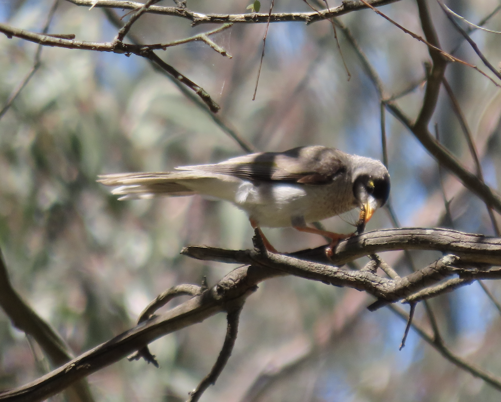 Noisy Miner - ML627882295