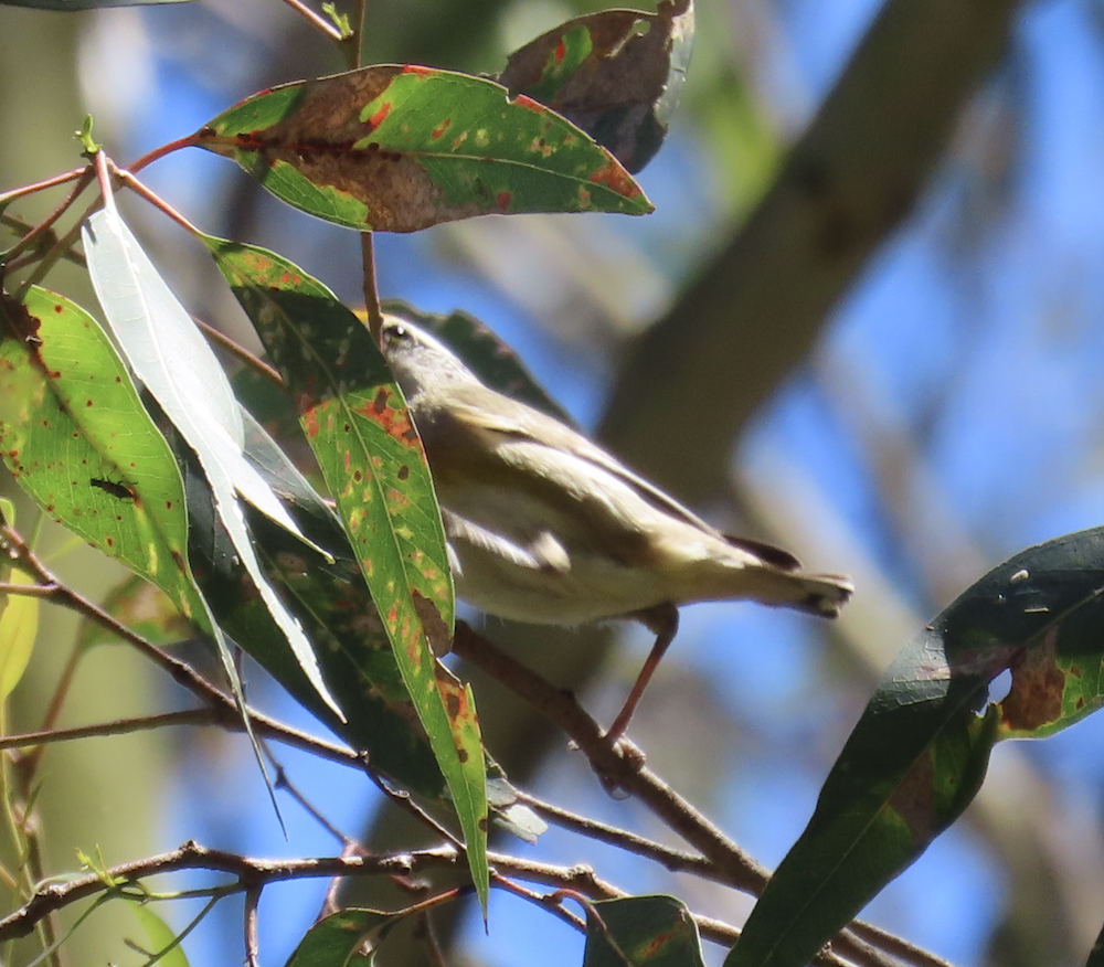 Striated Pardalote - ML627882300