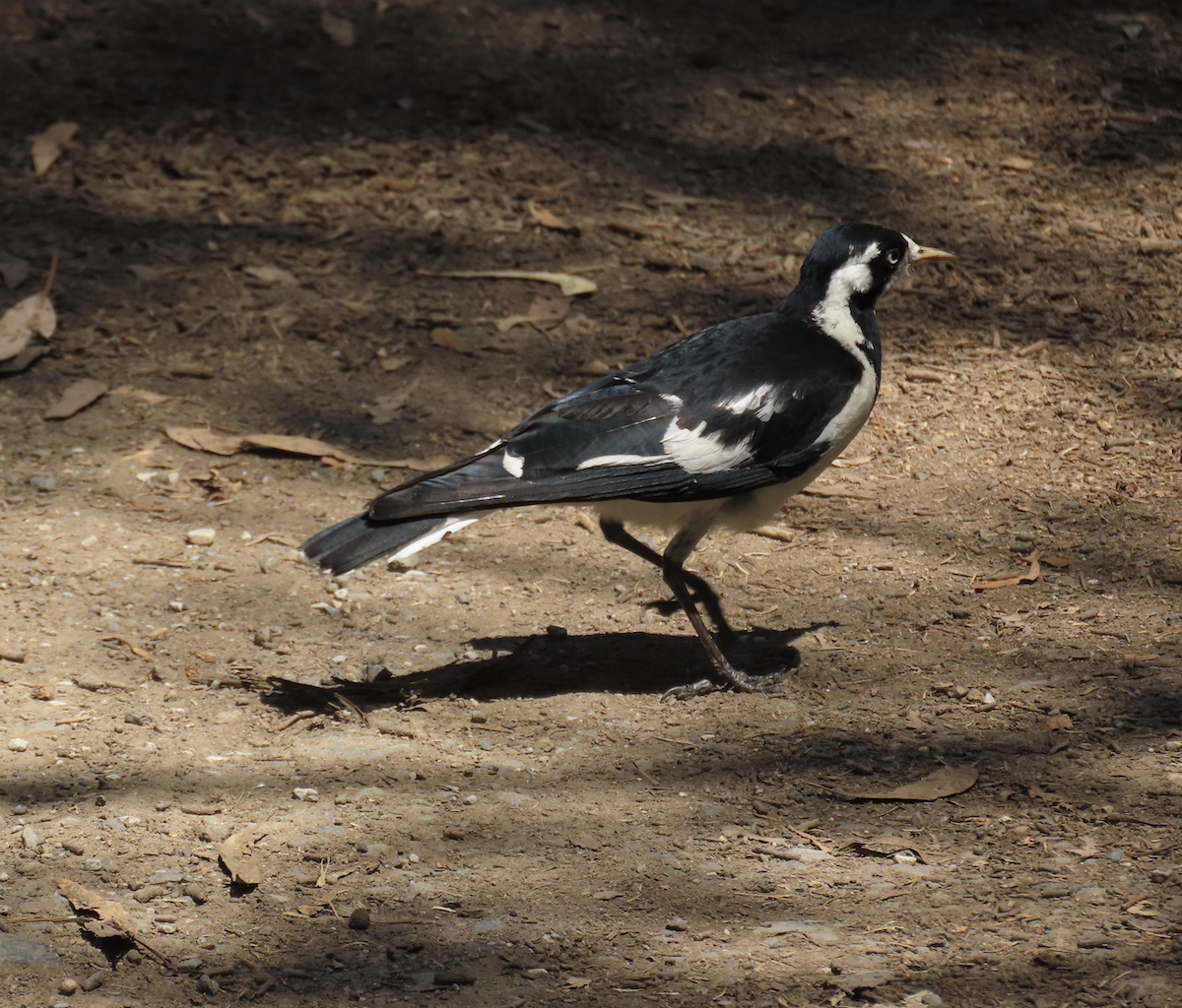 Magpie-lark - ML627882306