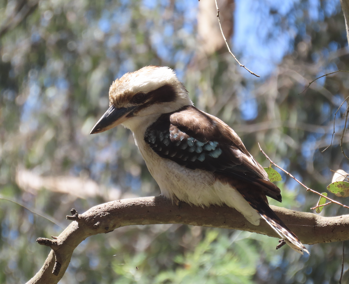 Laughing Kookaburra - ML627882322