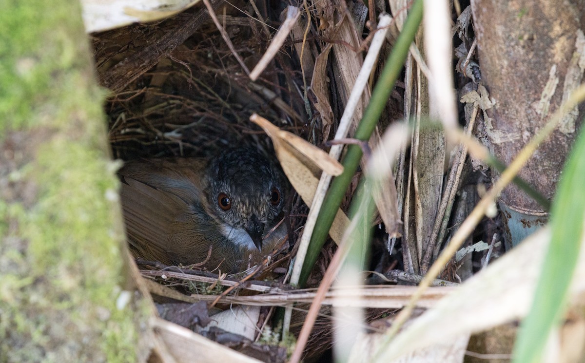 Temminck's Babbler - ML627882327