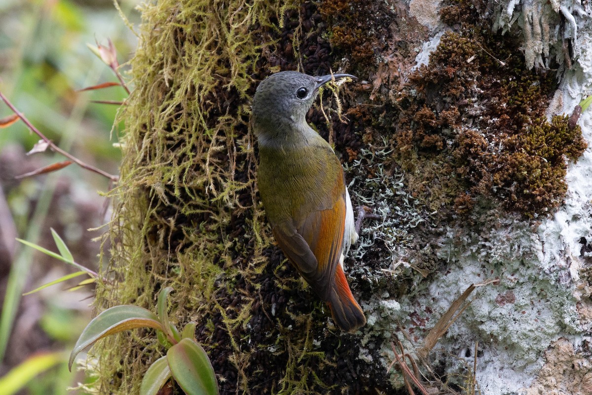 Temminck's Sunbird - ML627882333