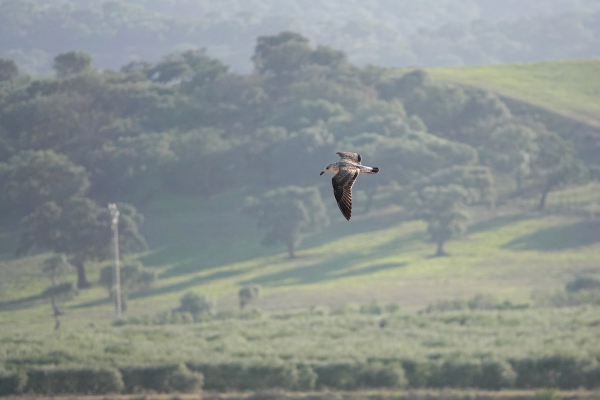 Lesser Black-backed Gull - ML627882351