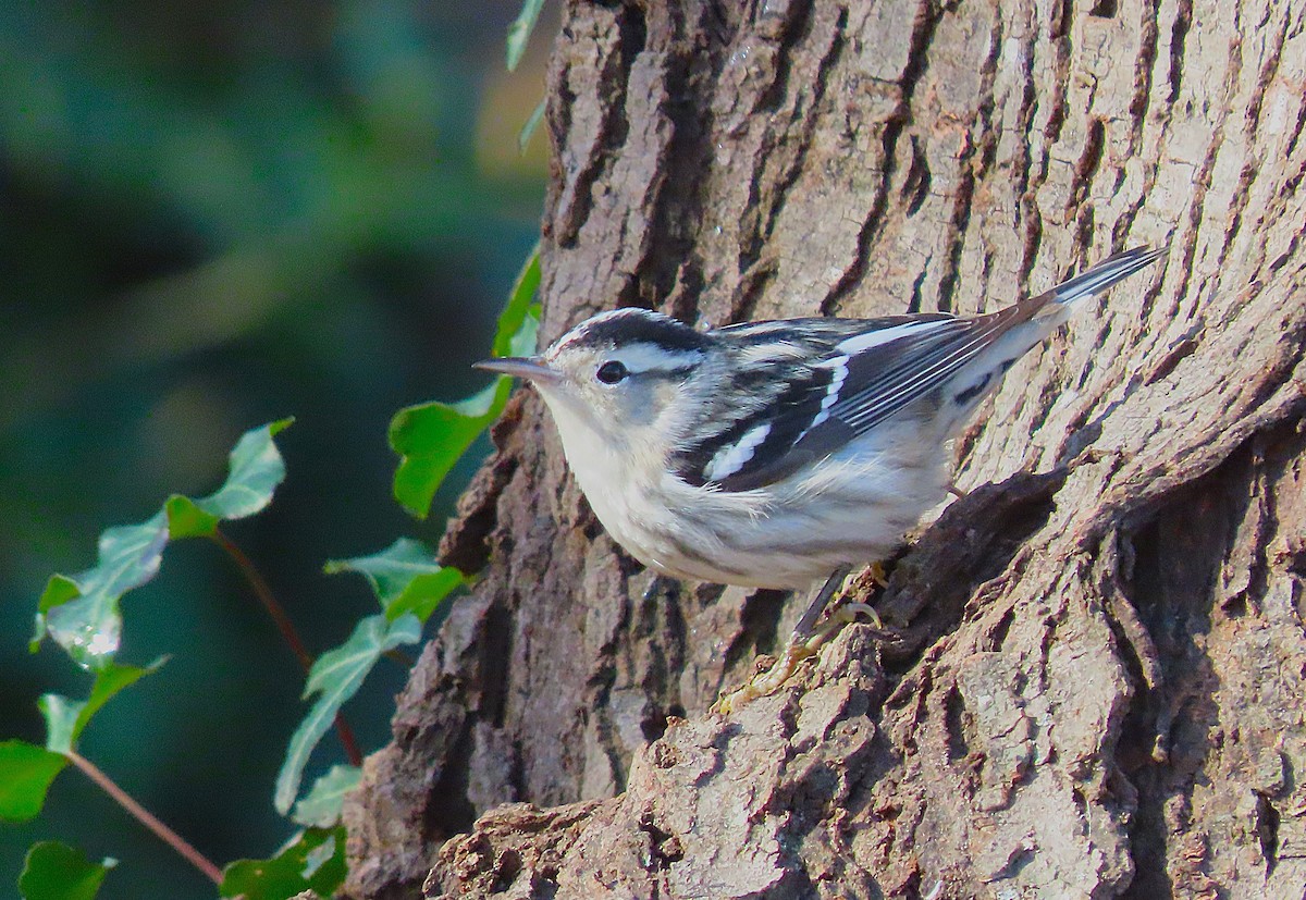 Black-and-white Warbler - ML627882396