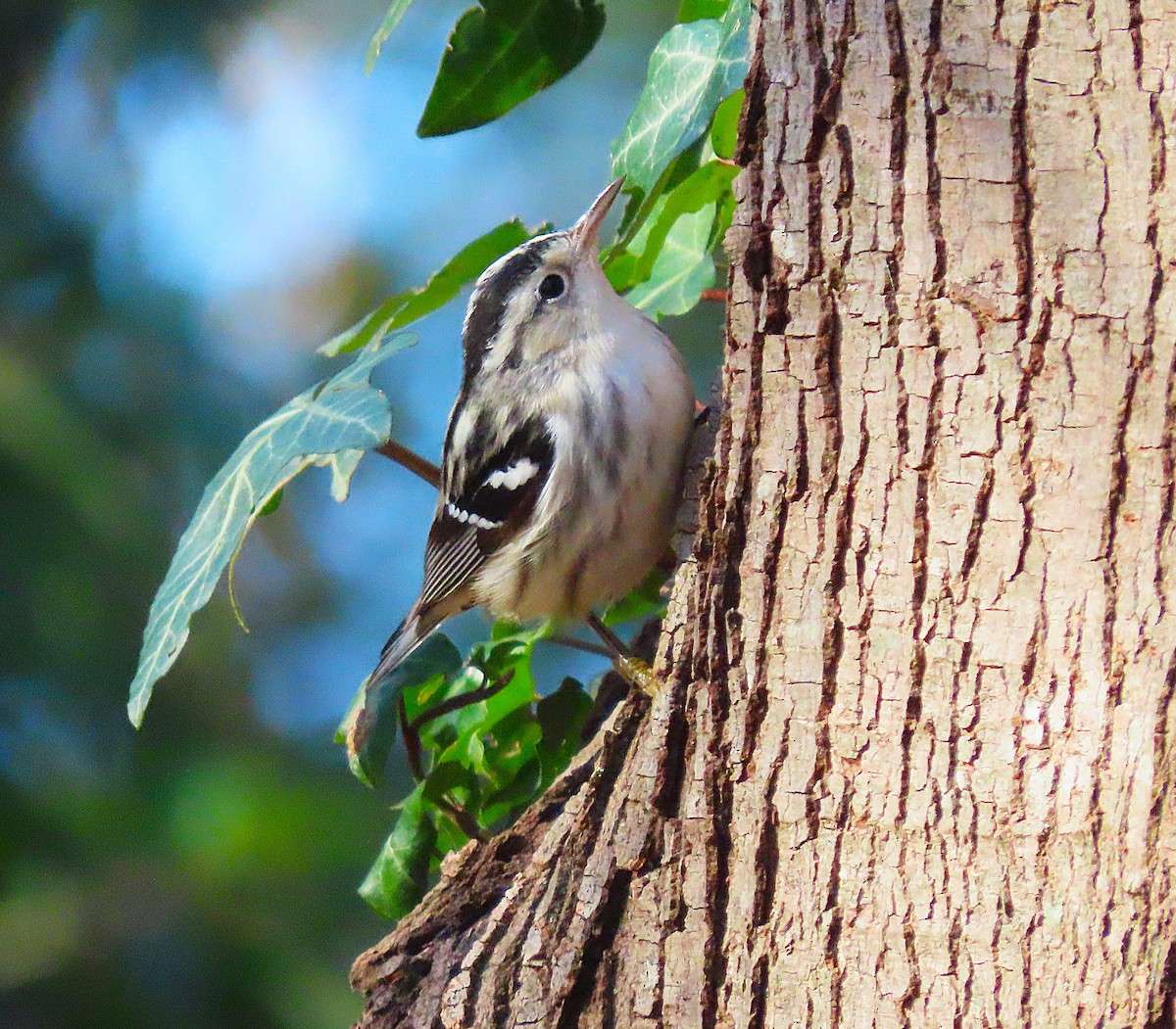 Black-and-white Warbler - ML627882397