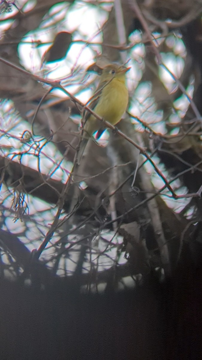 Western Flycatcher - ML627882407