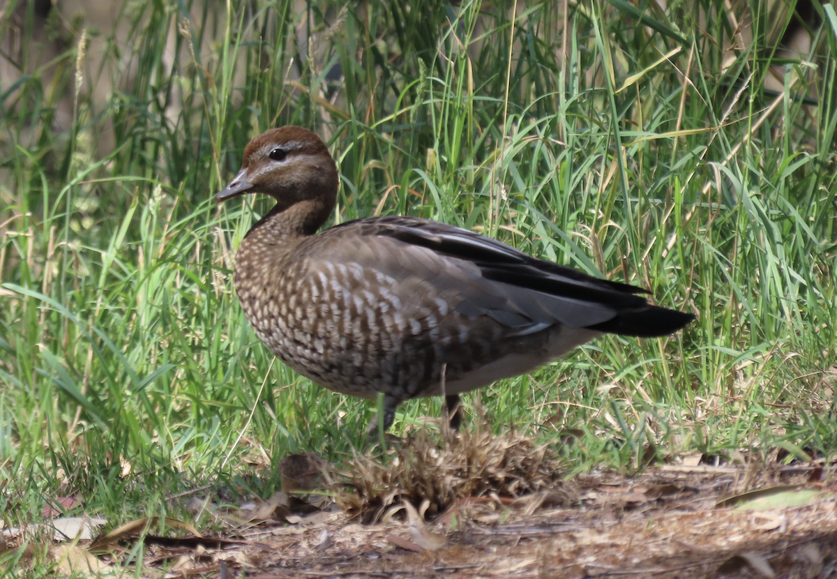 Maned Duck - ML627882414