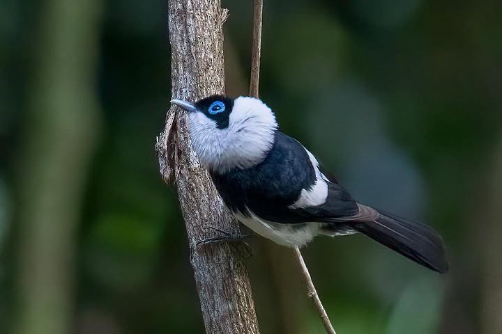 Pied Monarch - ML627882474