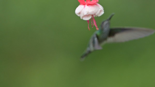 Steely-vented Hummingbird - ML627882496