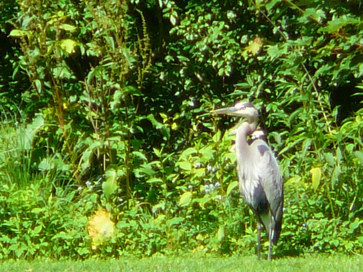 Great Blue Heron - ML627882615