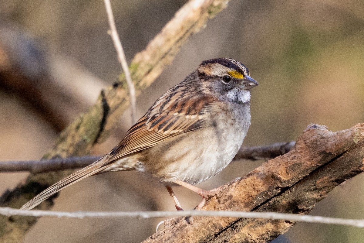 White-throated Sparrow - ML627882654