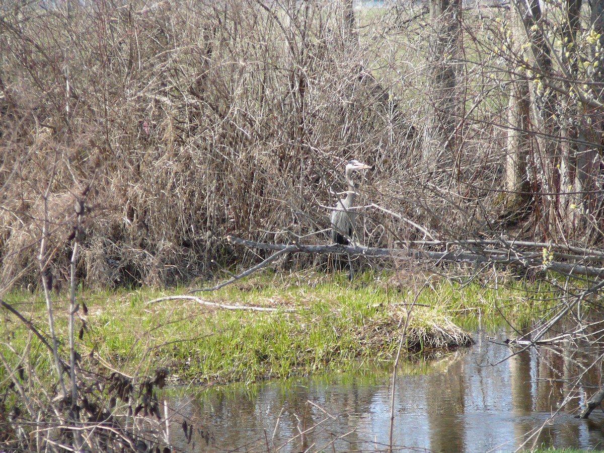 Great Blue Heron - ML627882674