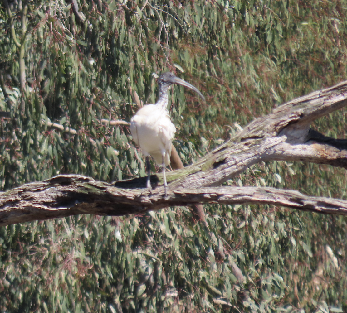 Australian Ibis - ML627882675