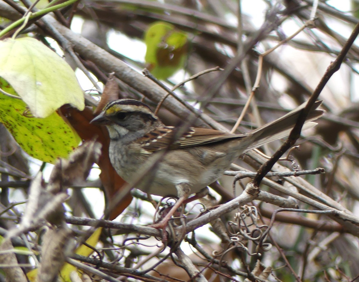 White-throated Sparrow - ML627882704