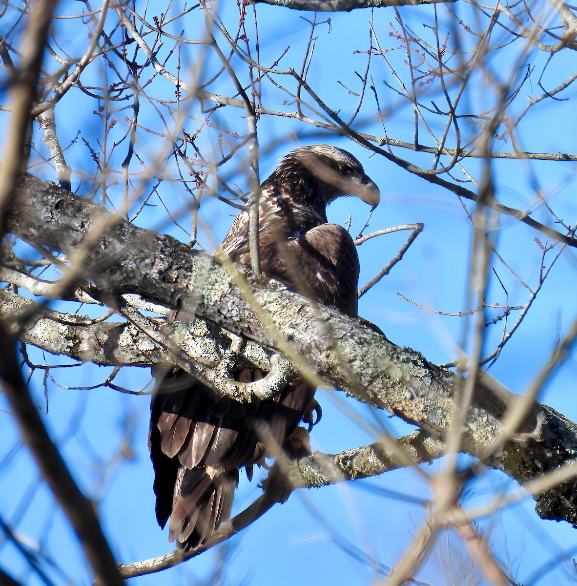 Bald Eagle - ML627882713