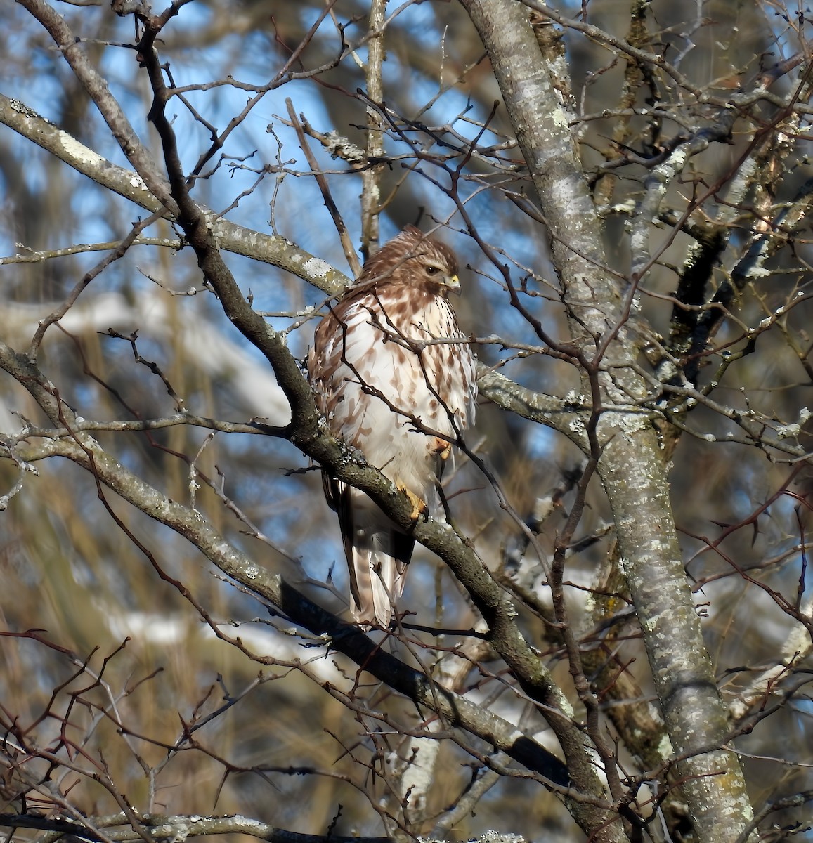 Red-shouldered Hawk - ML627882721