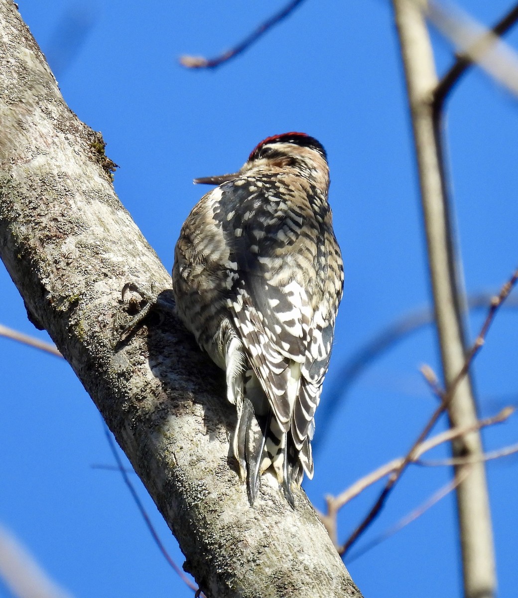 Yellow-bellied Sapsucker - ML627882729
