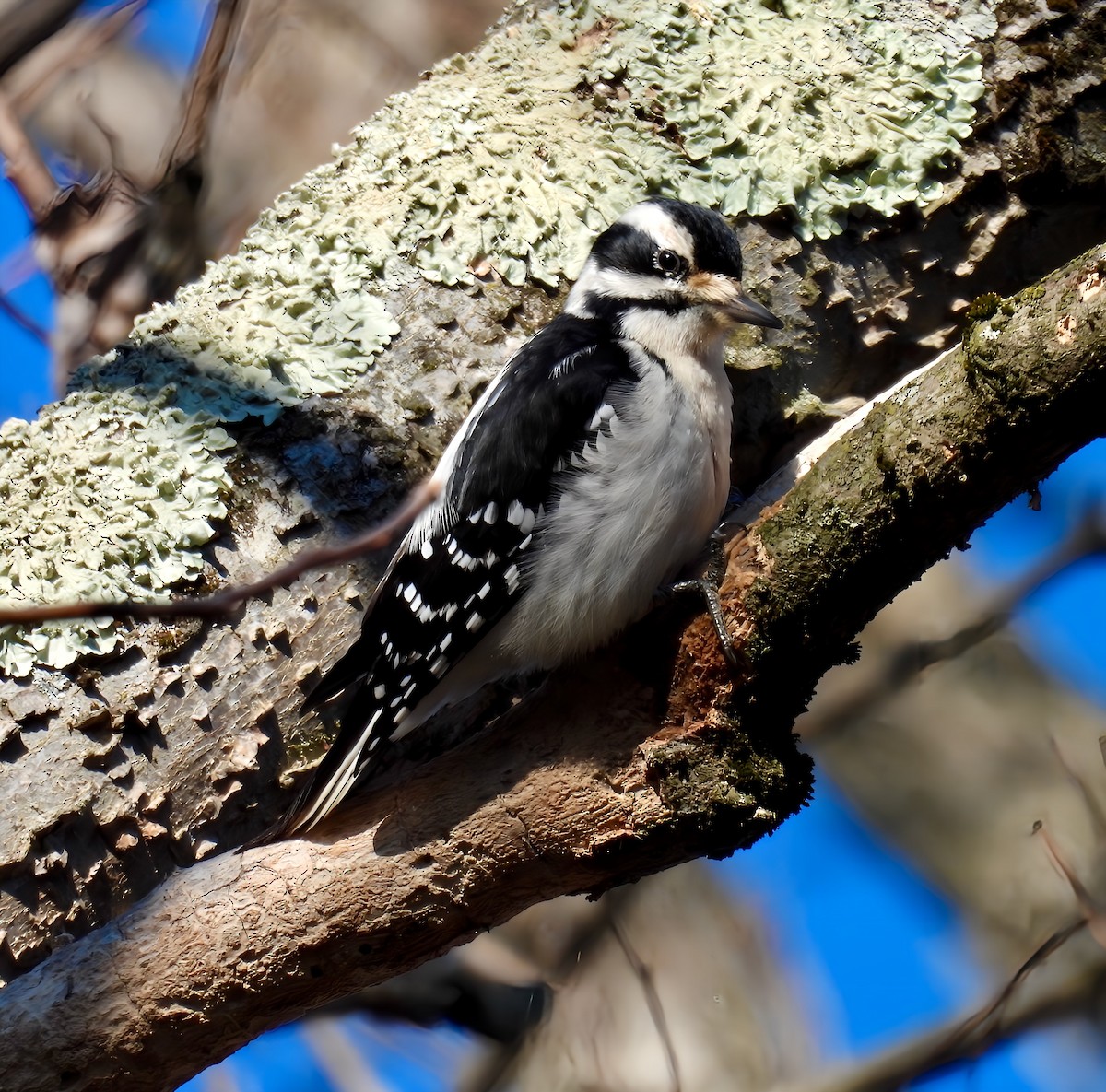 Hairy Woodpecker - ML627882735