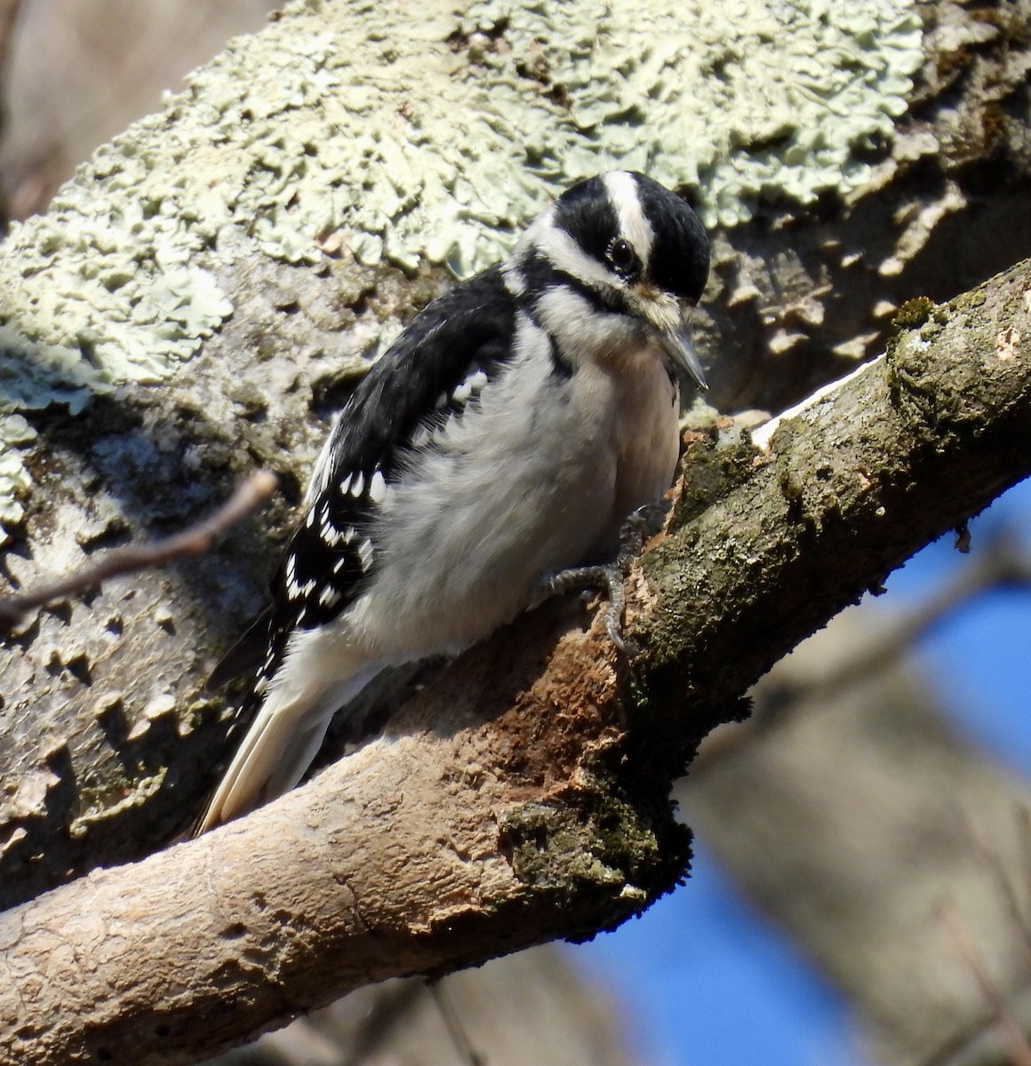 Hairy Woodpecker - ML627882736