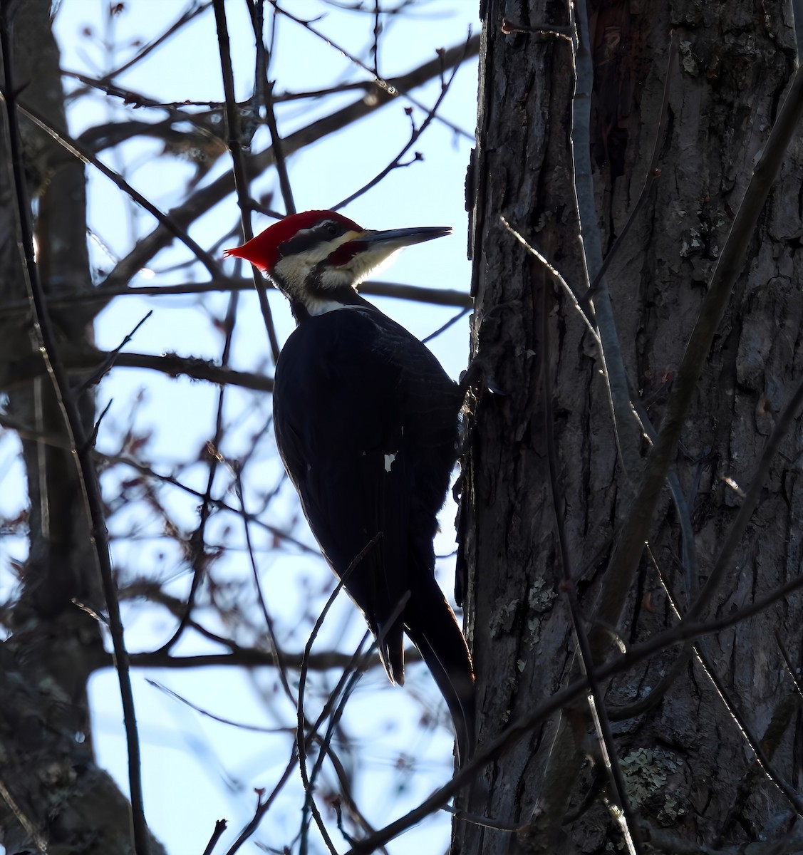 Pileated Woodpecker - ML627882757