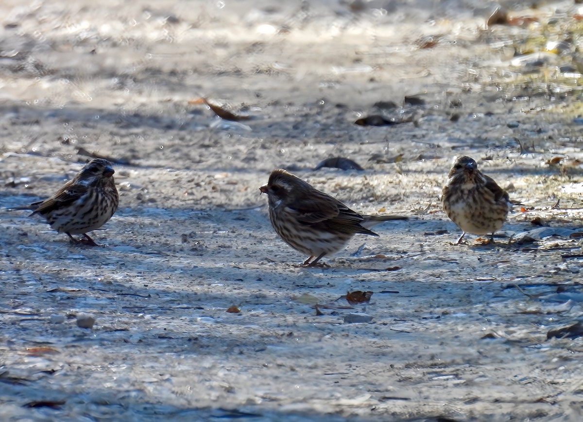 Purple Finch - ML627882785