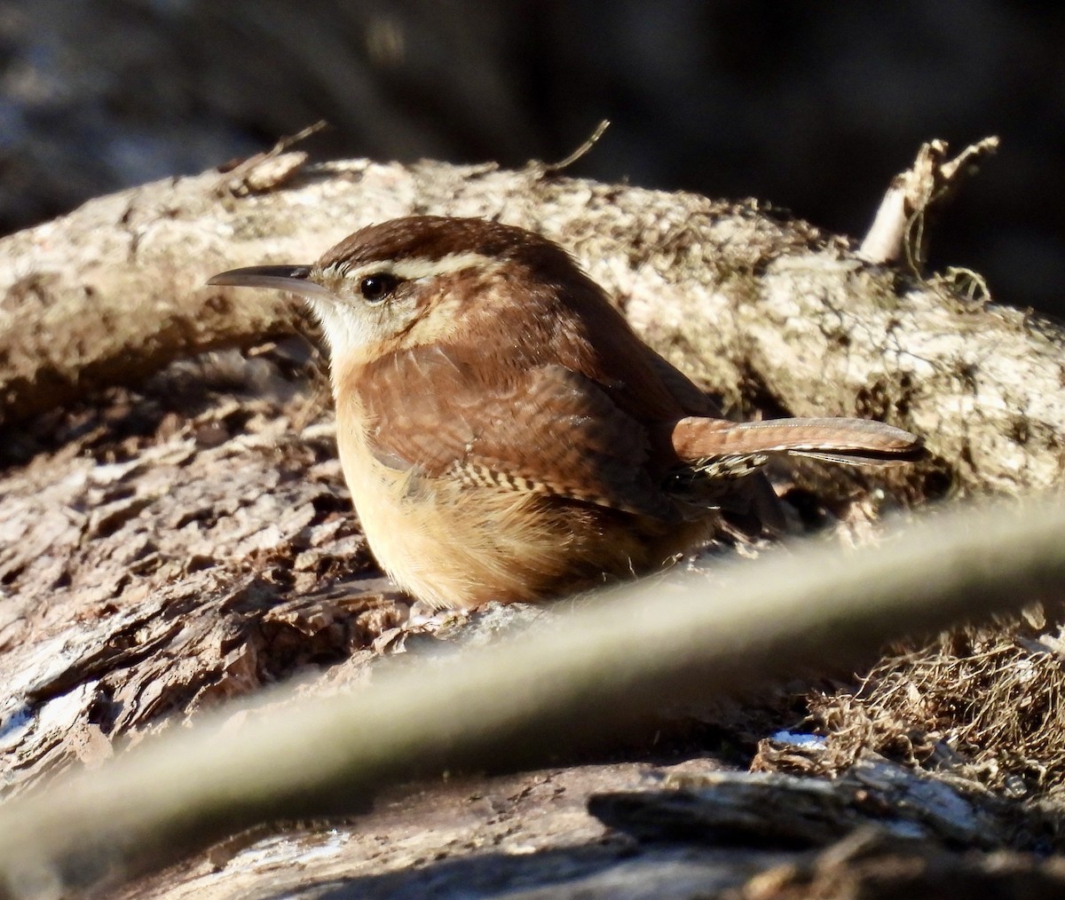 Carolina Wren - ML627882804