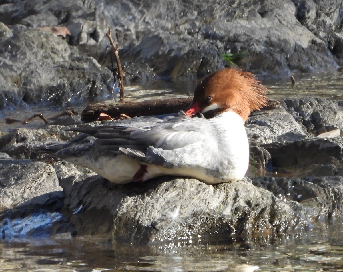 Common Merganser - ML627882891
