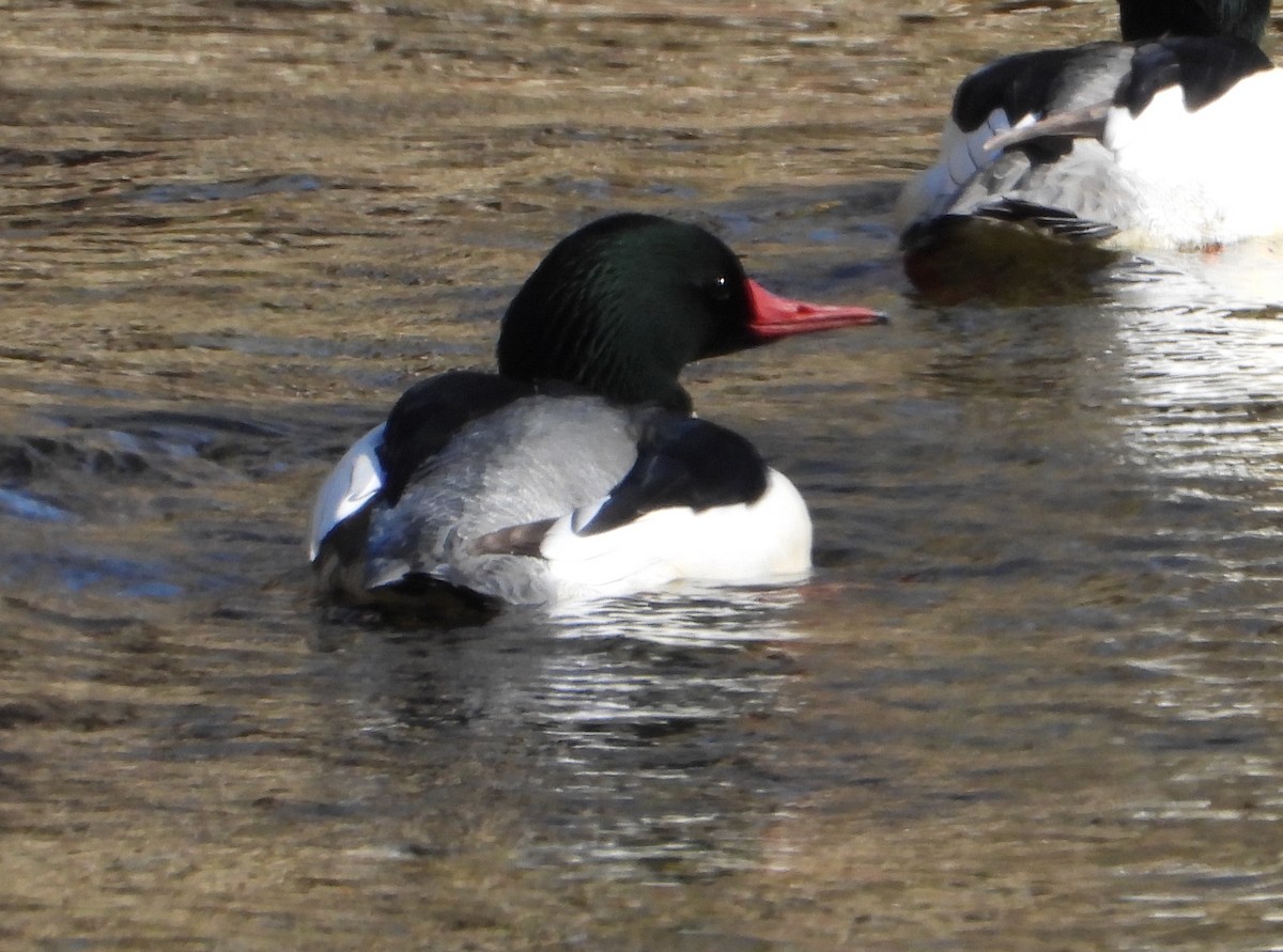 Common Merganser - ML627882892