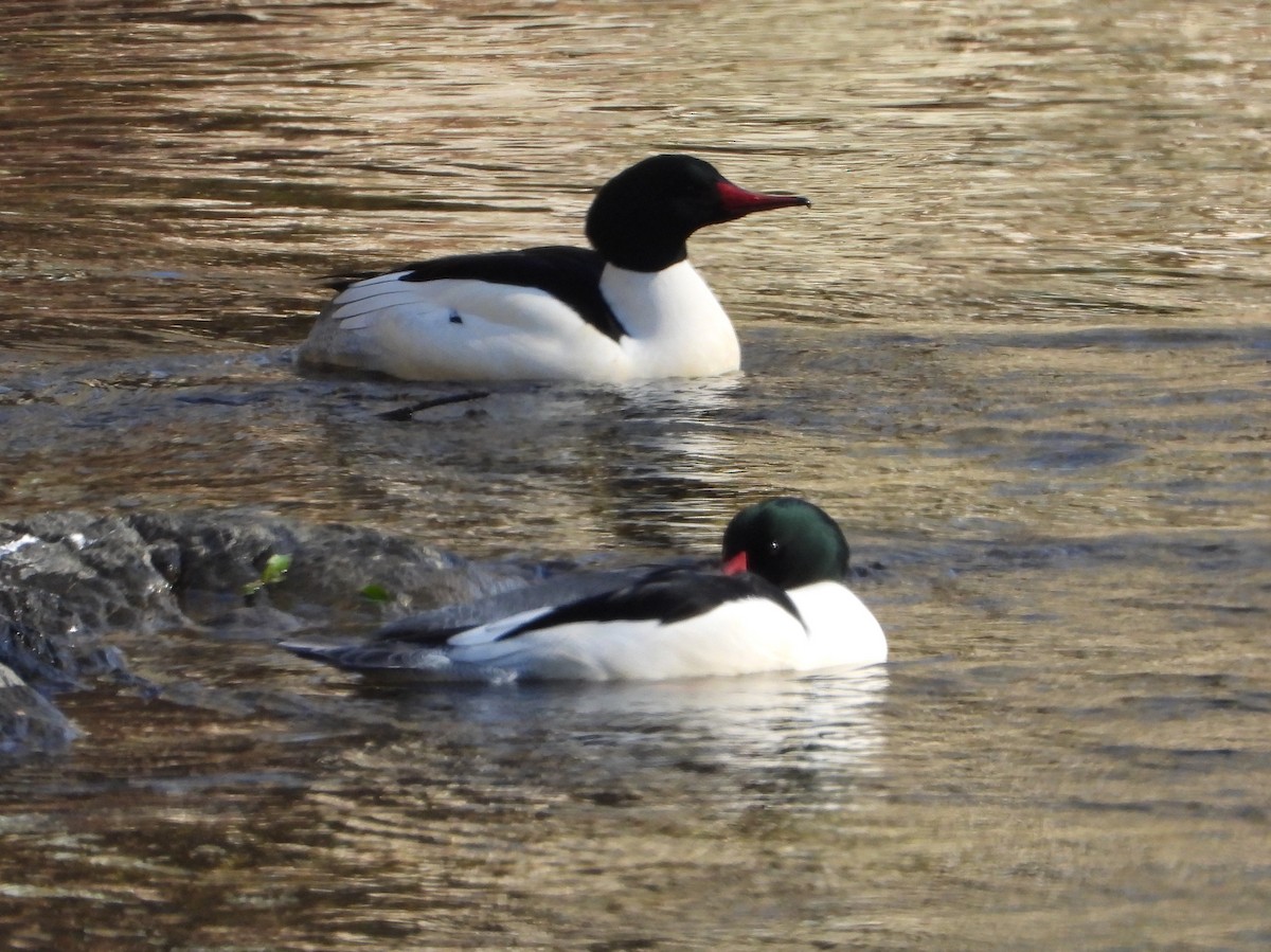Common Merganser - ML627882893