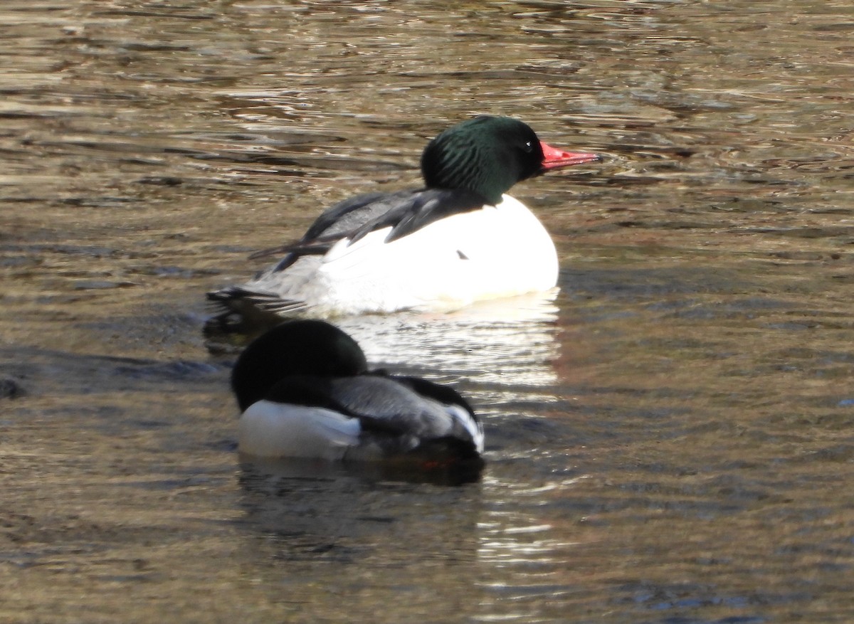 Common Merganser - ML627882894