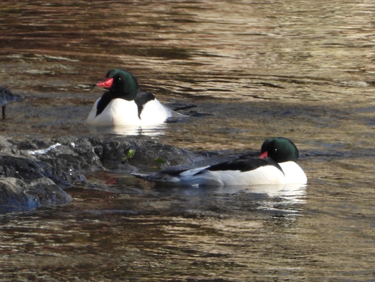 Common Merganser - ML627882895