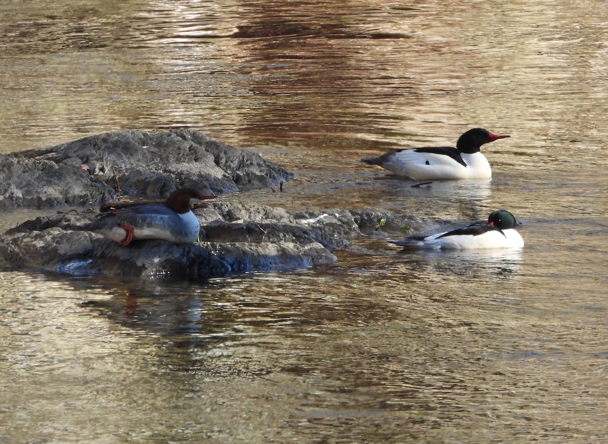 Common Merganser - ML627882896