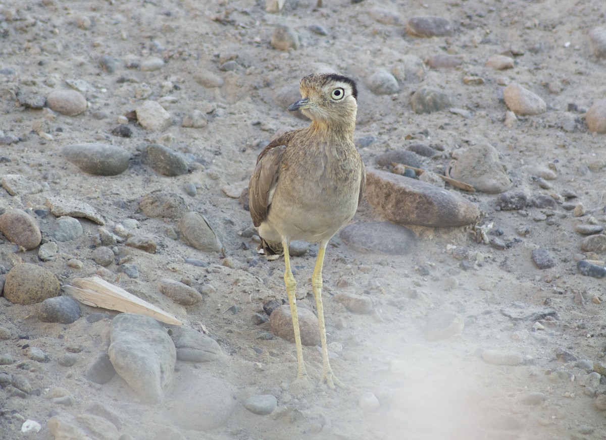 Peruvian Thick-knee - ML627882899