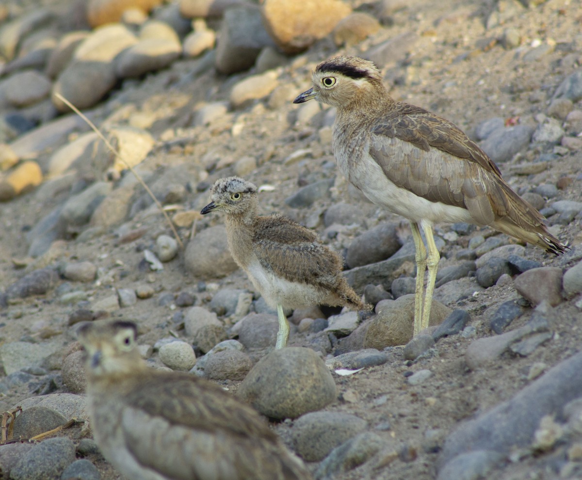 Peruvian Thick-knee - ML627882900