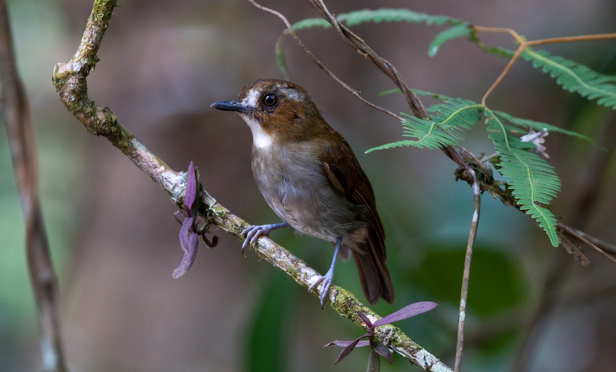 Eyebrowed Jungle Flycatcher - ML627882906