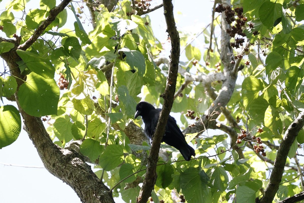 Palawan Crow - ML627882984