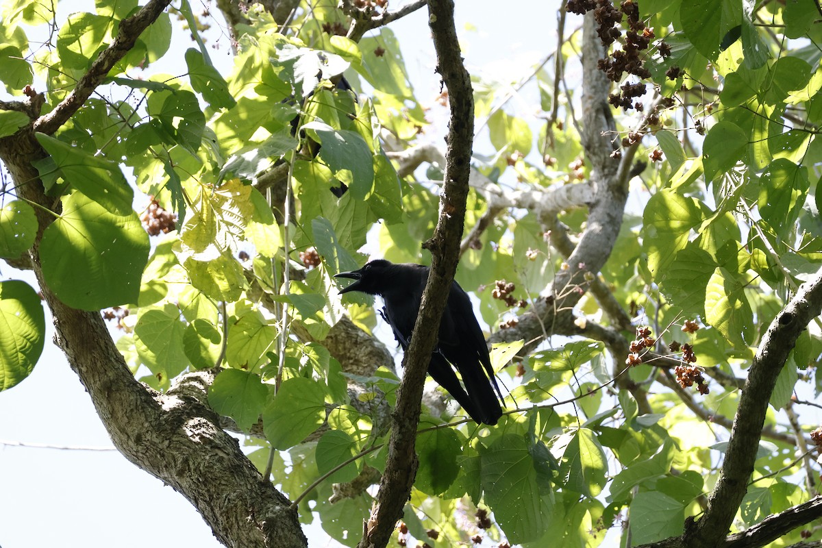 Palawan Crow - ML627882985