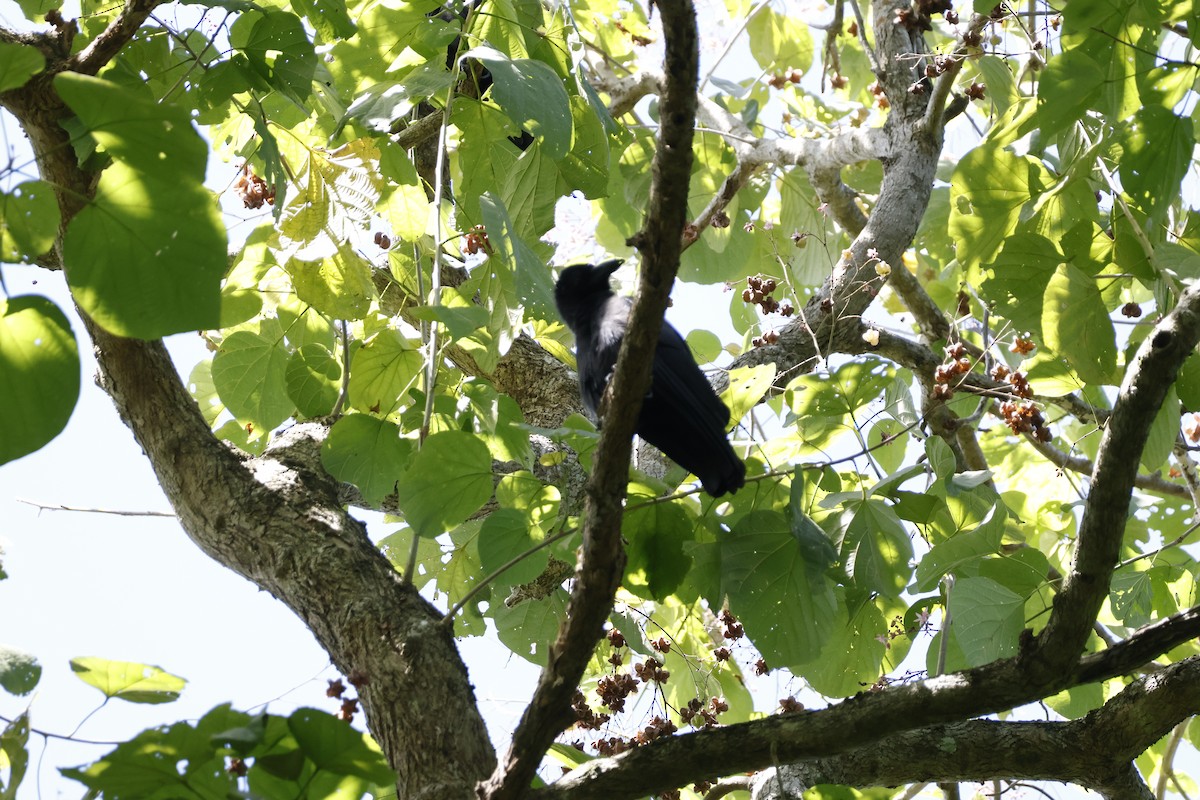 Palawan Crow - ML627882986