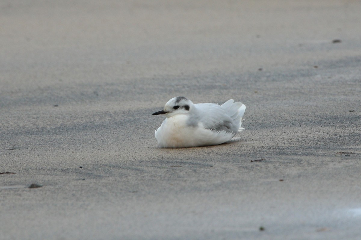 Little Gull - ML627883033