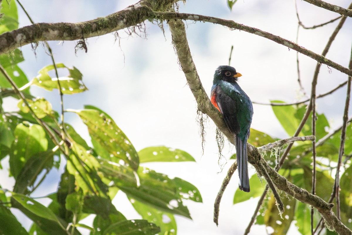 Masked Trogon - ML627883078