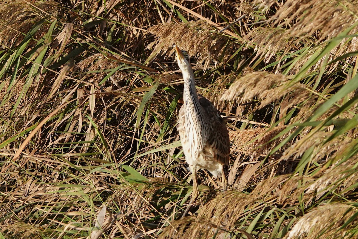 Purple Heron - ML627883101