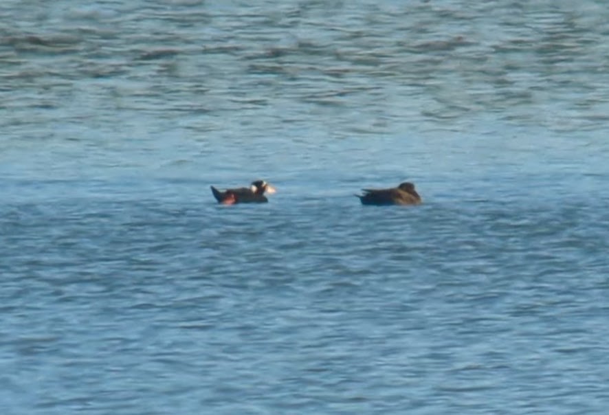 Surf Scoter - ML627883154